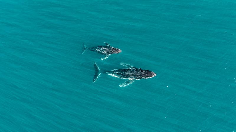 Marine Life