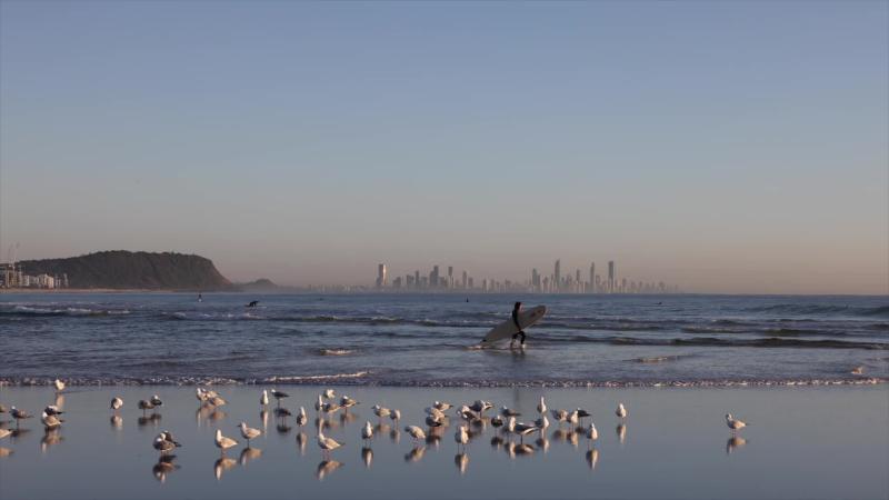 Gulls at First Light, Currumbin Alley (Gold Coast stock video)